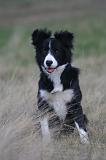 BORDER COLLIE 1503